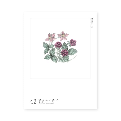 Botanica｜42｜チシマイチゴ / Rubus arcticus