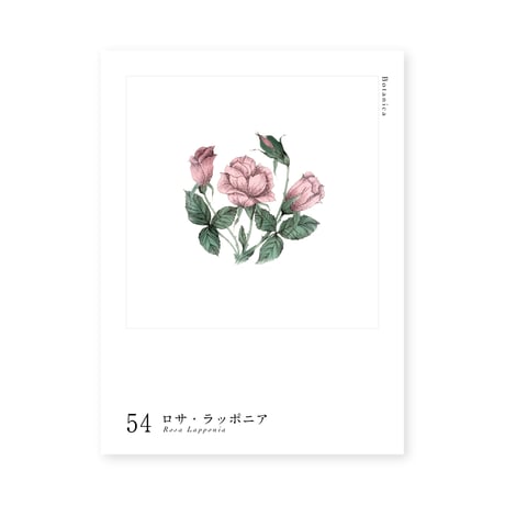 Botanica｜54｜ロサ・ラッポニア / Rosa Lapponia
