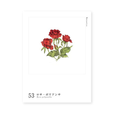 Botanica｜53｜ロサ・ポリアンサ / Rosa polyantha