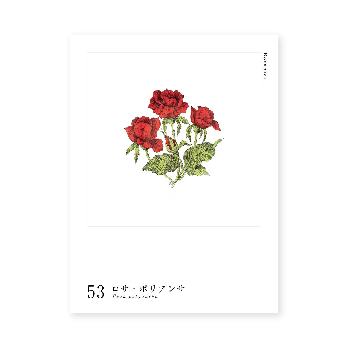 Botanica｜53｜ロサ・ポリアンサ / Rosa polyantha | lumikka