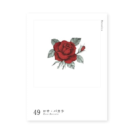 Botanica｜49｜ロサ・バカラ / Rosa Baccara