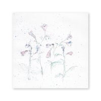 lumikka｜Correspondence-Botanica｜31