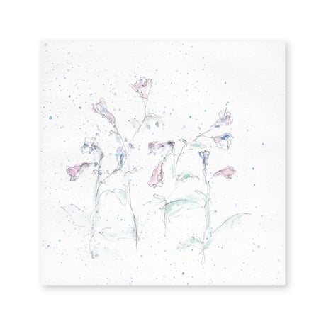 lumikka｜Correspondence-Botanica｜31