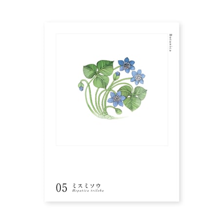 Botanica｜05｜ミスミソウ / Hepatica triloba