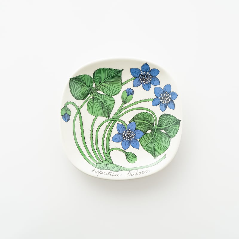 Botanica｜05｜ミスミソウ / Hepatica triloba | lumikka