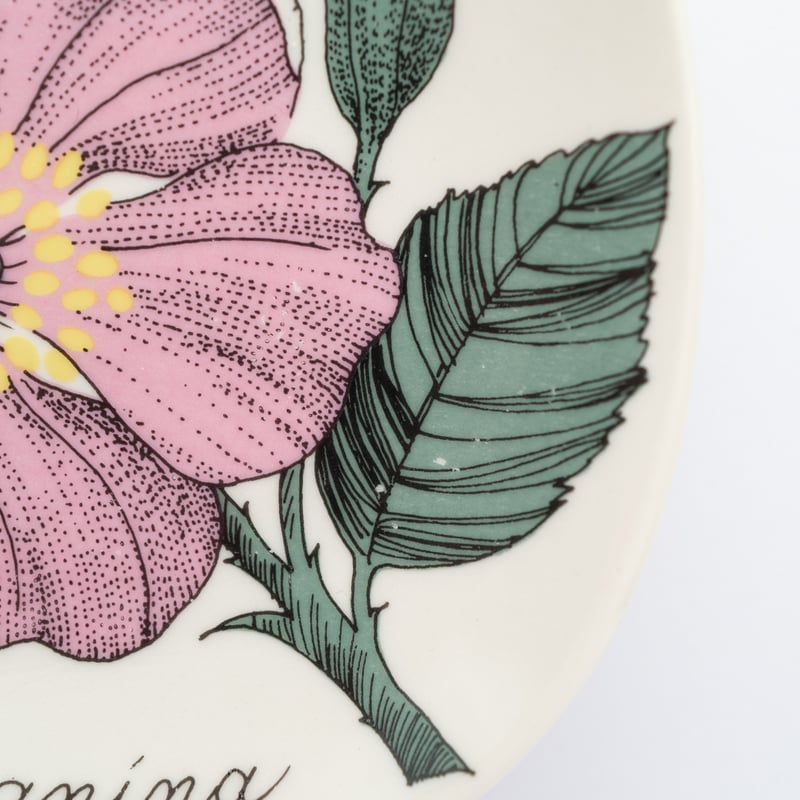 Botanica|50|ロサ・カニーナ / Rosa canina | lumikka shop Botanica|50|ロサ・カニーナ / Rosa canina | lumikka shop