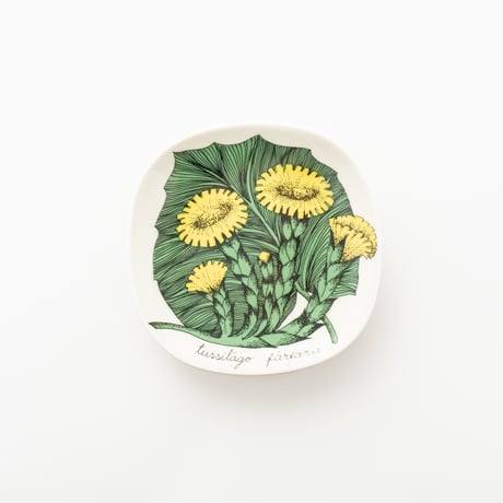 Botanica｜06｜フキタンポポ / Tussilago farfara