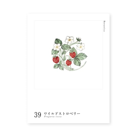 Botanica｜39｜ワイルドストロベリー / Fragaria vesca