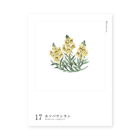 Botanica｜17｜ホソバウンラン / Linaria vulgaris