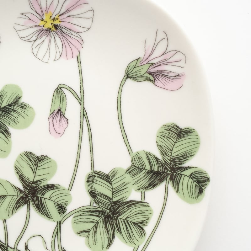 Botanica｜36｜コミヤマカタバミ / Oxalis acetosella | lumi