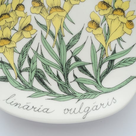 Botanica｜17｜ホソバウンラン / Linaria vulgaris