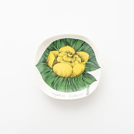 Botanica｜02｜セイヨウコウホネ / Nuphar luteum
