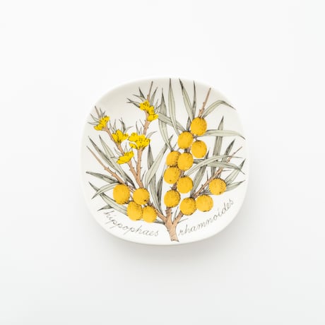 Botanica｜43｜シーバックソーン / Hippophae rhamnoides