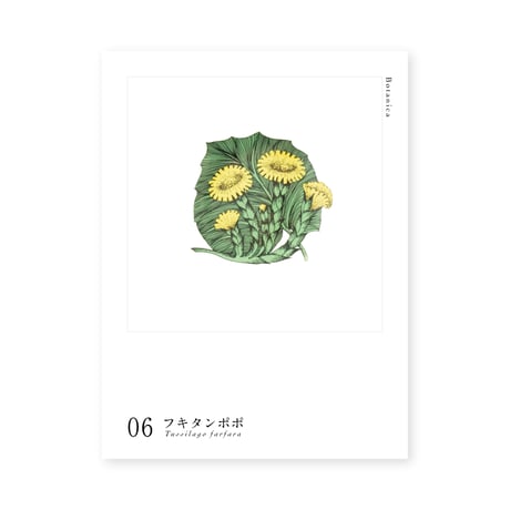 Botanica｜06｜フキタンポポ / Tussilago farfara