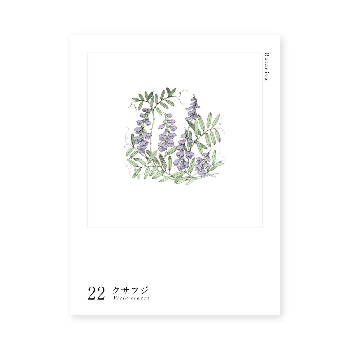 Botanica｜22｜クサフジ / Vicia cracca | lumikka shop