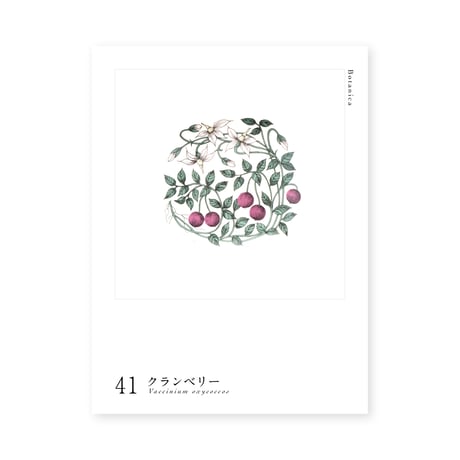 Botanica｜41｜クランベリー / Vaccinium oxycoccos