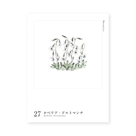 Botanica｜27｜ロベリア・ドルトマンナ / Lobelia dortmanna