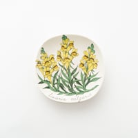 Botanica｜17｜ホソバウンラン / Linaria vulgaris
