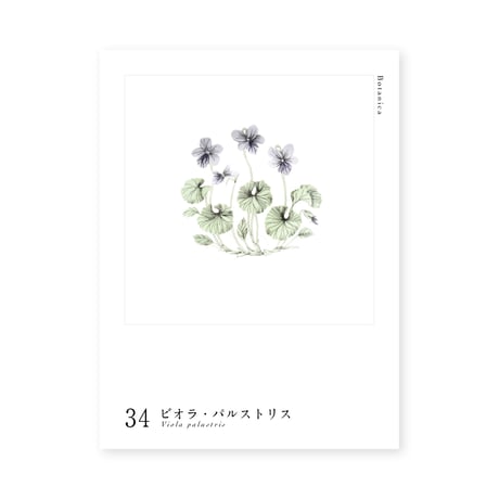 Botanica｜34｜ビオラ・パルストリス / Viola palustris