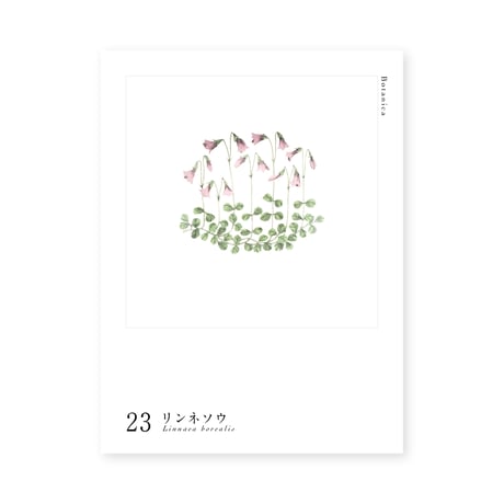 Botanica｜23｜リンネソウ / Linnaea borealis