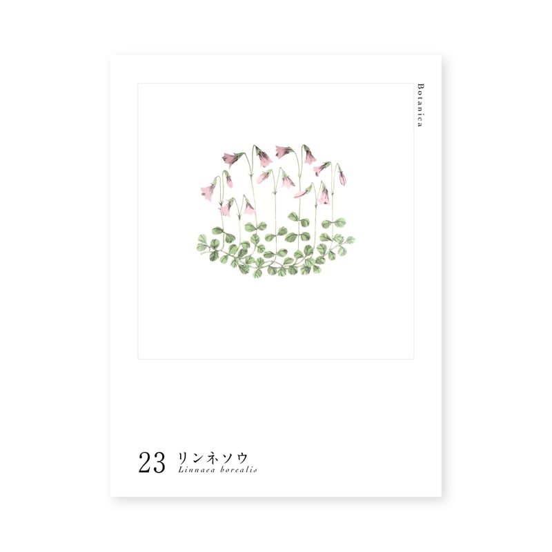 Botanica｜23｜リンネソウ / Linnaea borealis | lumikka