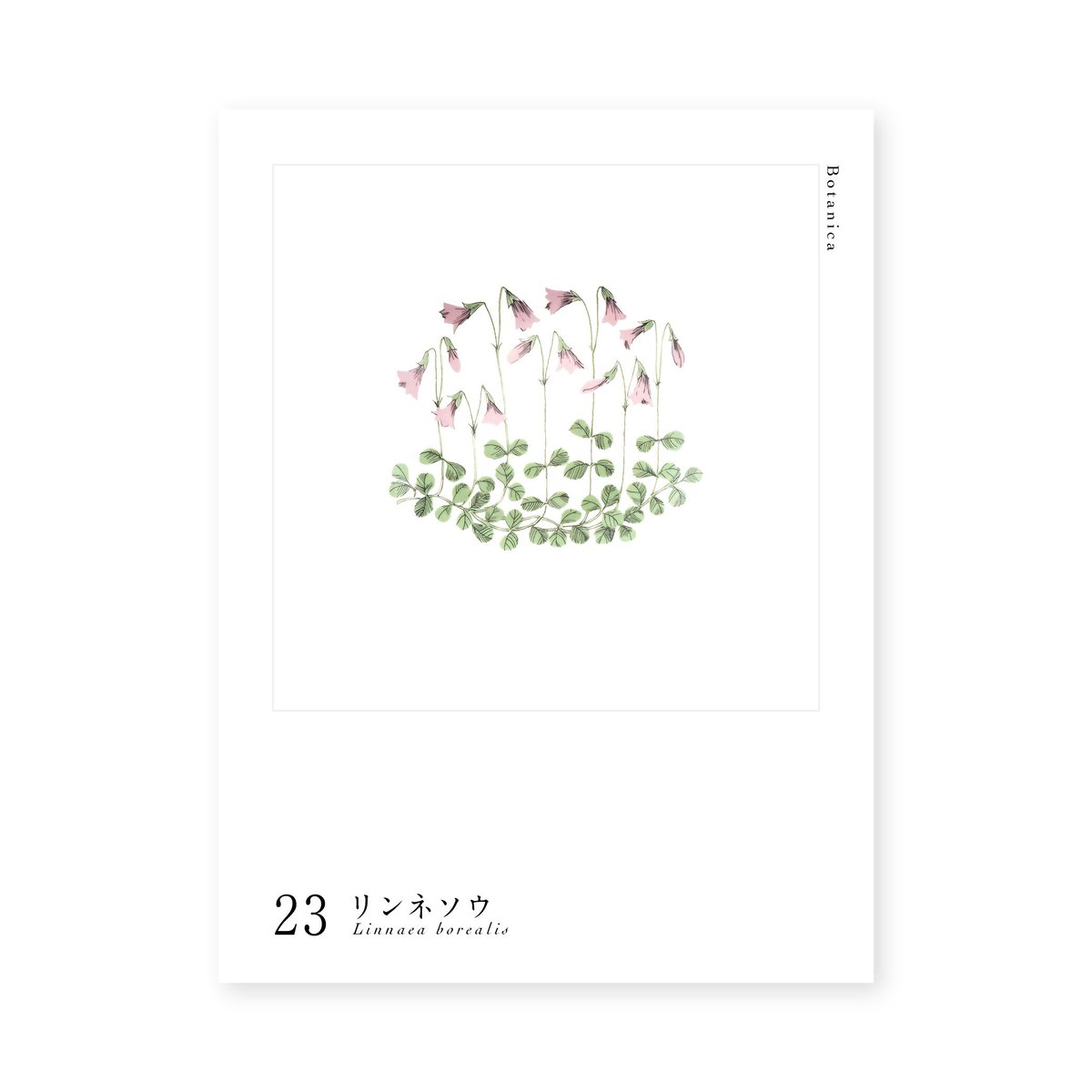 Botanica｜23｜リンネソウ / Linnaea borealis | lumikka
