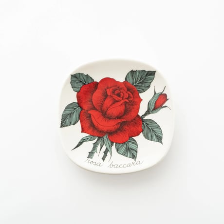 Botanica｜49｜ロサ・バカラ / Rosa Baccara
