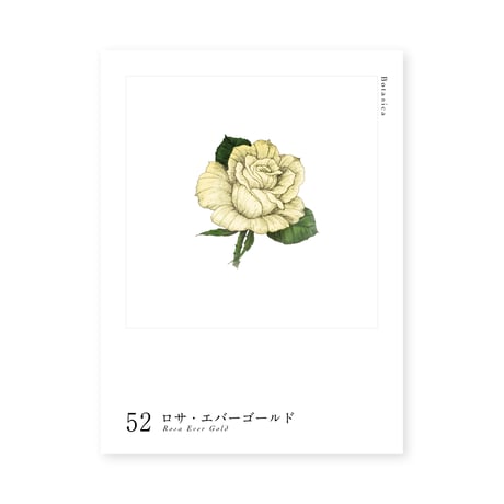 Botanica｜52｜ロサ・エバーゴールド / Rosa Ever Gold