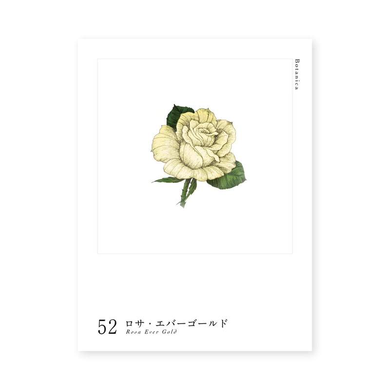 Botanica｜52｜ロサ・エバーゴールド / Rosa Ever Gold | lumik