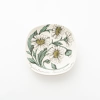 Botanica｜13｜フランスギク / Chrysanthemum leucanthemum