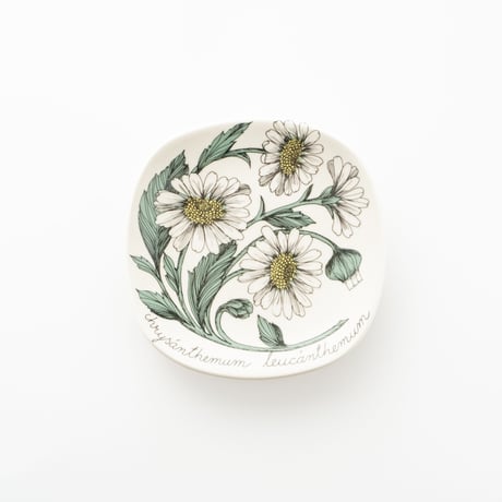 Botanica｜13｜フランスギク / Chrysanthemum leucanthemum