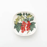 Botanica｜47｜レッドカラント / Ribes rubrum