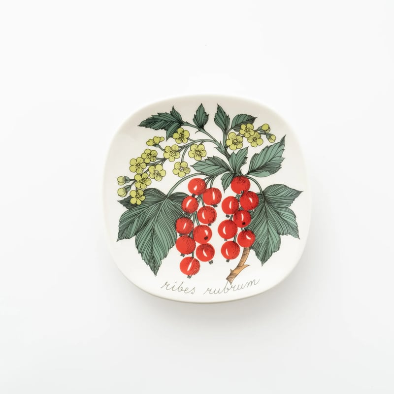 Botanica｜47｜レッドカラント / Ribes rubrum | lumikka shop