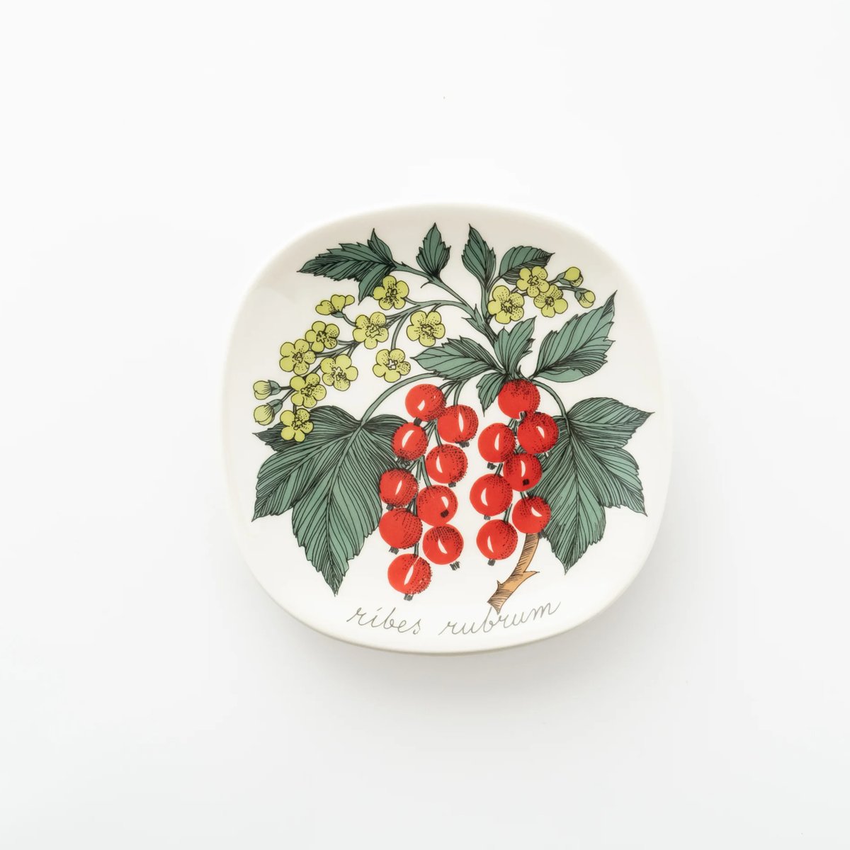 アラビア ボタニカ ribes rubrum レッドカラント アカフサスグリ アラビア ボタニカ ribes rubrum レッドカラント アカフサスグリ