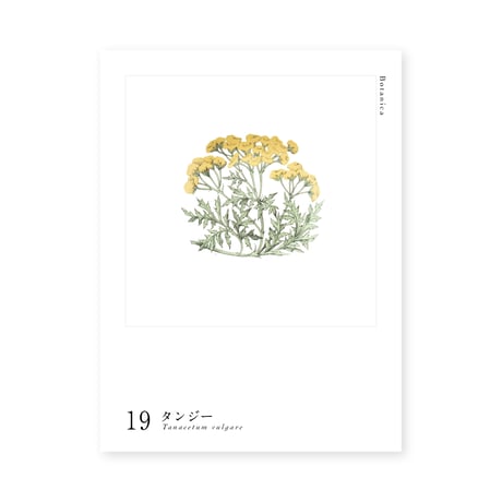 Botanica｜19｜タンジー  / Tanacetum vulgare