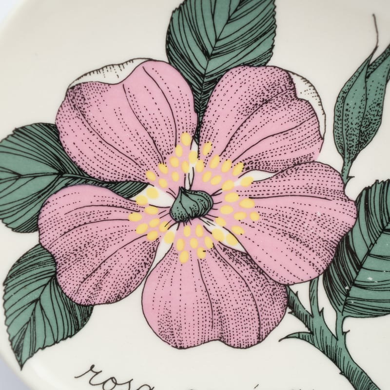 Botanica|50|ロサ・カニーナ / Rosa canina | lumikka shop Botanica|50|ロサ・カニーナ / Rosa canina | lumikka shop