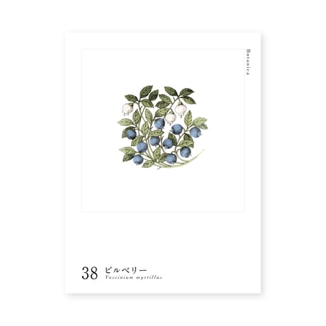 Botanica｜38｜ビルベリー / Vaccinium myrtillus