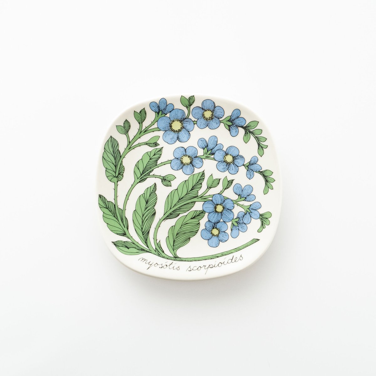 アラビア ボタニカ プレート myosotis scorpioides 勿忘草