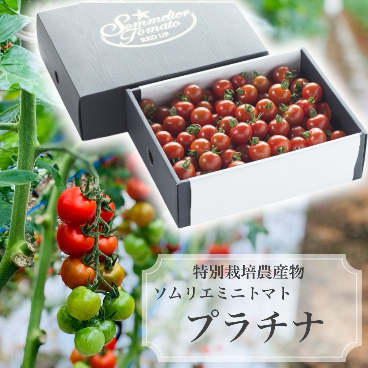 予約【特別栽培農産物】\極み/希少な高濃度フルーツトマト ソムリエ
