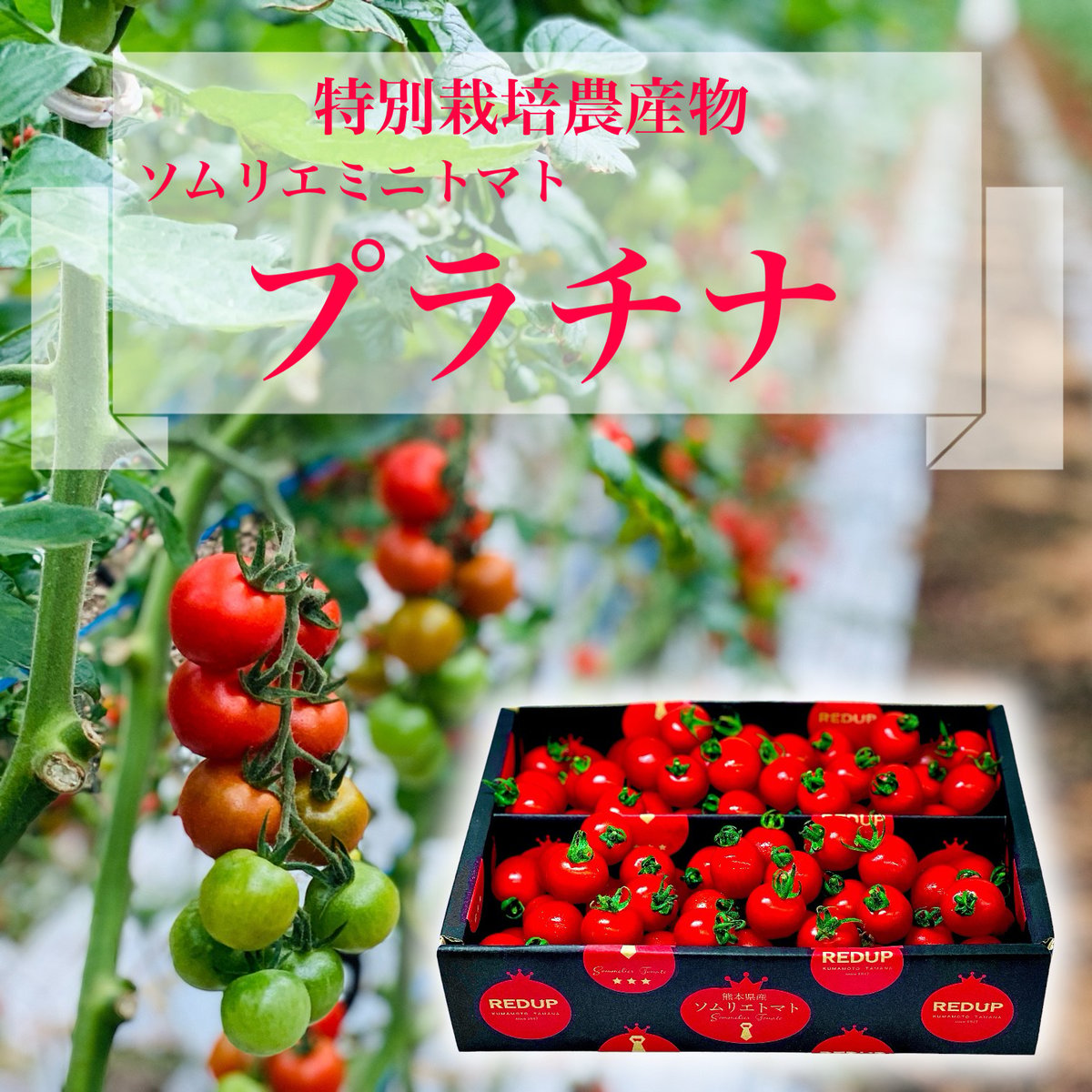 特別栽培農産物】希少な高濃度フルーツトマト ソムリエミニトマト