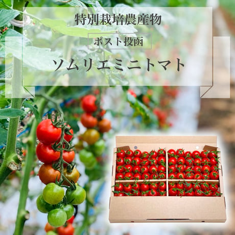畑の宝石