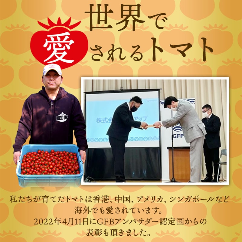 予約【特別栽培農産物】希少な高濃度フルーツトマト ソムリエミニ