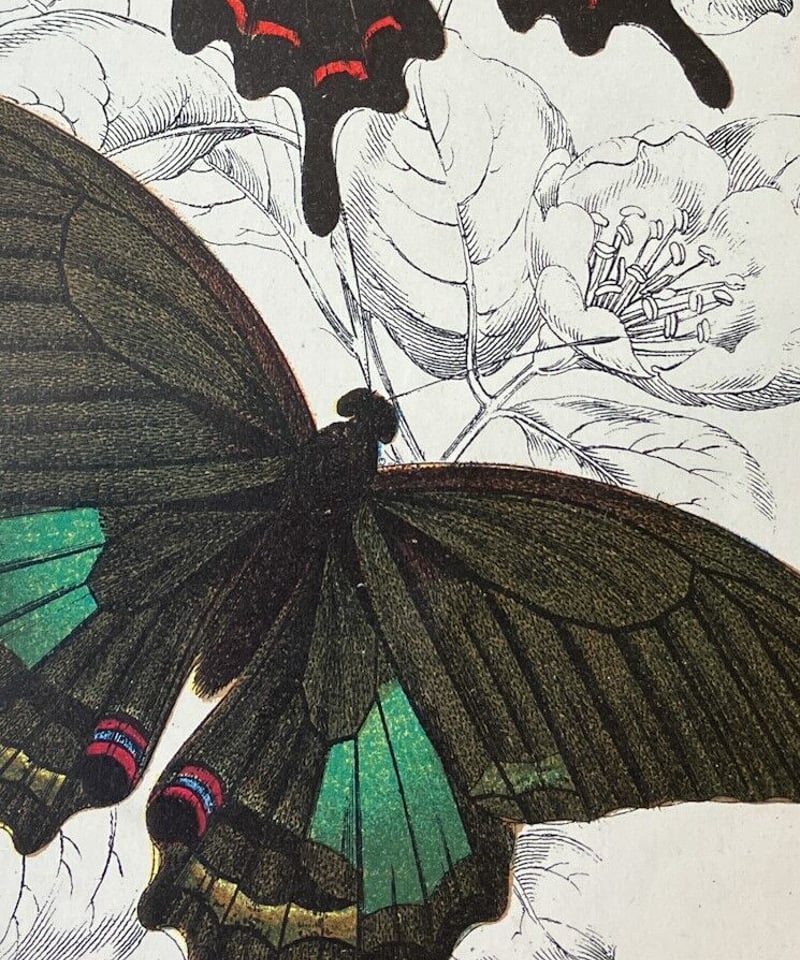 アゲハチョウ科 1896年 蝶の博物画/彩色石版画（クロモリトグラフ） pl 
