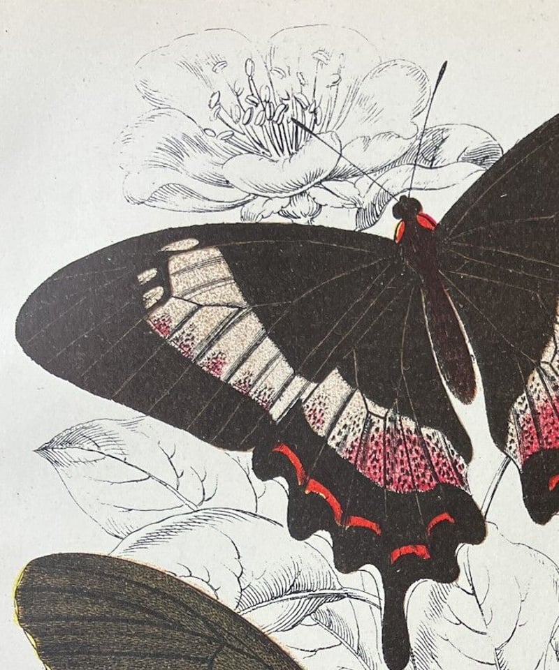 アゲハチョウ科 1896年 蝶の博物画/彩色石版画（クロモリトグラフ） pl 