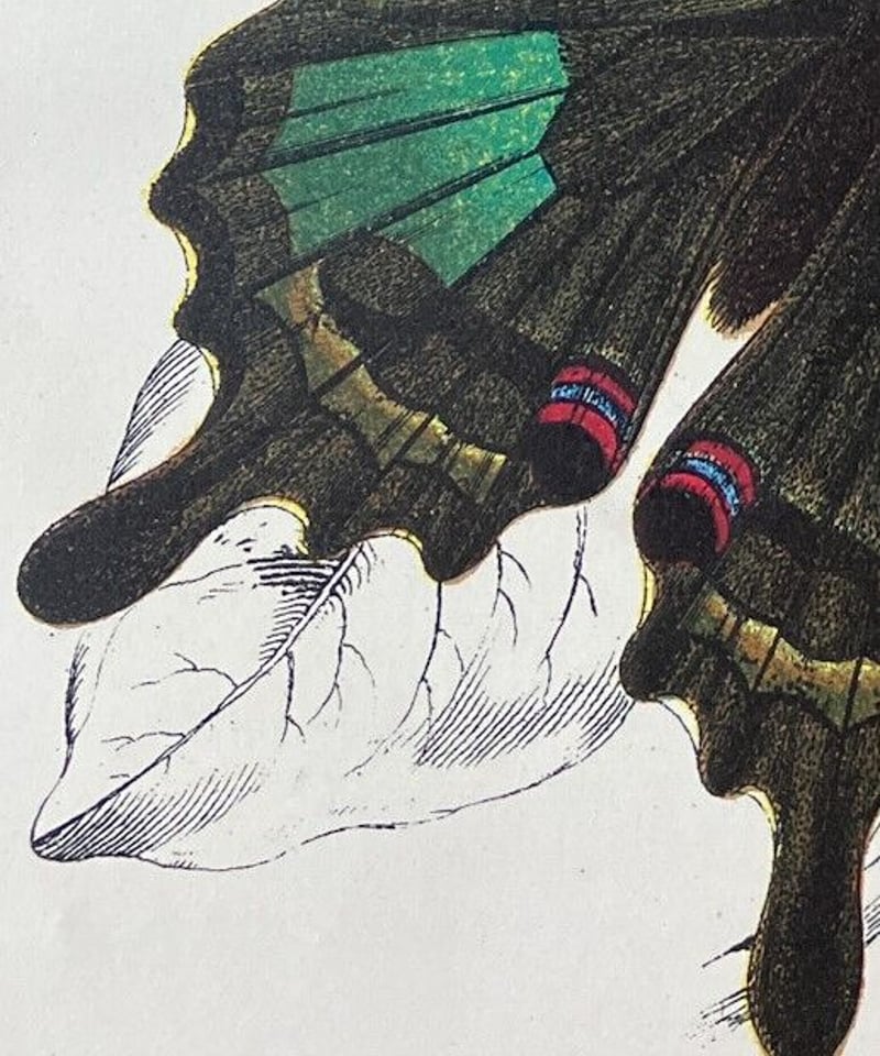 アゲハチョウ科 1896年 蝶の博物画/彩色石版画（クロモリトグラフ） pl 