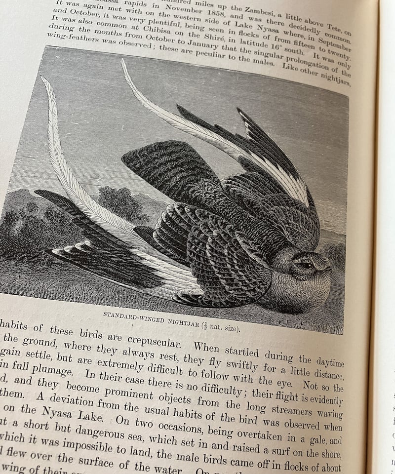 鳥類図鑑】The Royal Natural History 19巻 1893年発行 | 古