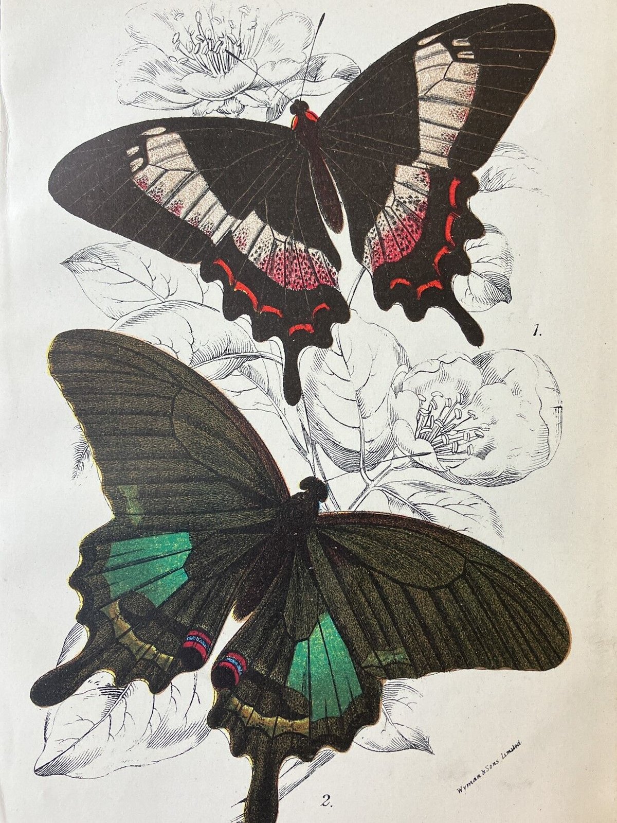 アゲハチョウ科 1896年 蝶の博物画/彩色石版画（クロモリトグラフ） pl 