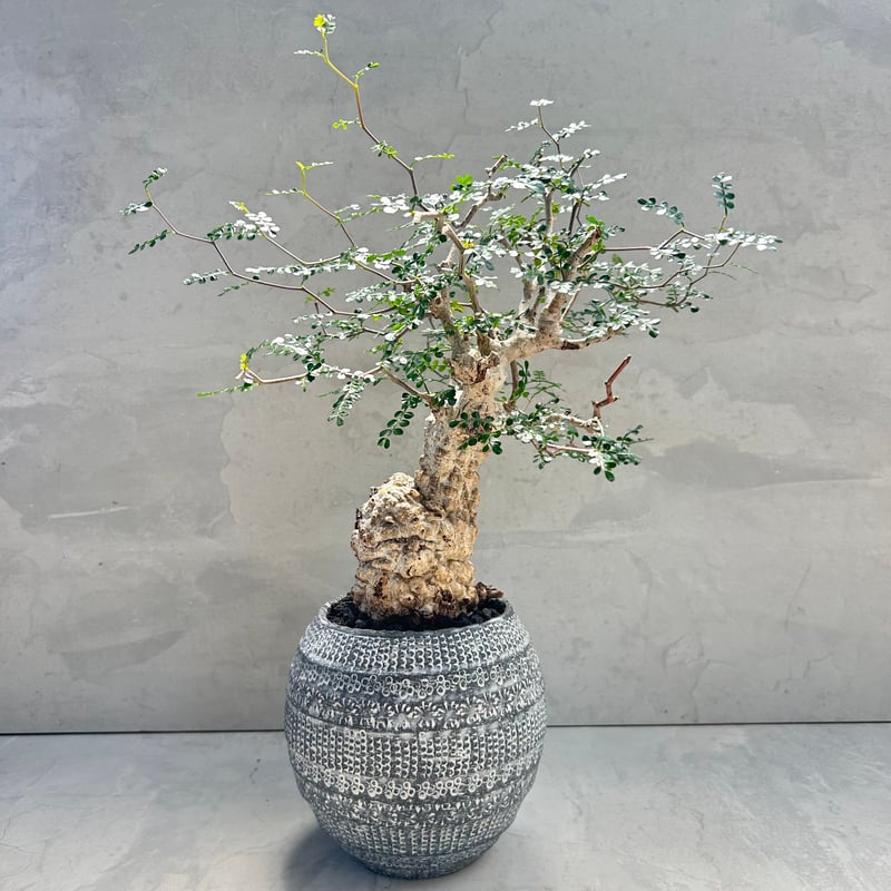 たけろうポット ① 浅鉢 鉢 植木鉢 作家鉢 パキプス アガベ グラキリス