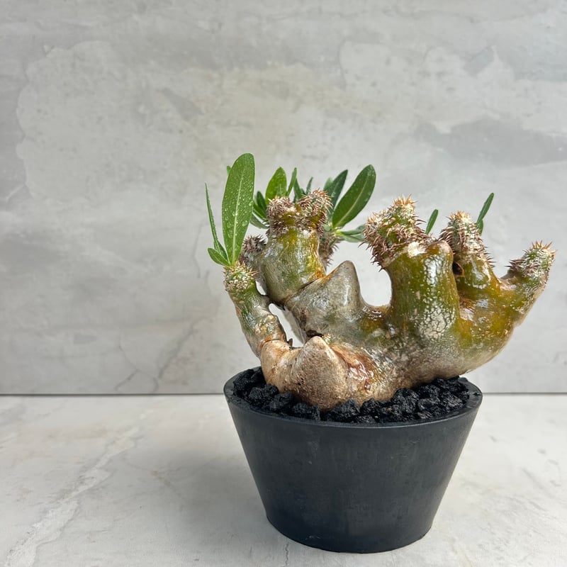 パキポディウム・ブレビカリックス (25jul15v46/2-3) | GOOD DAYS