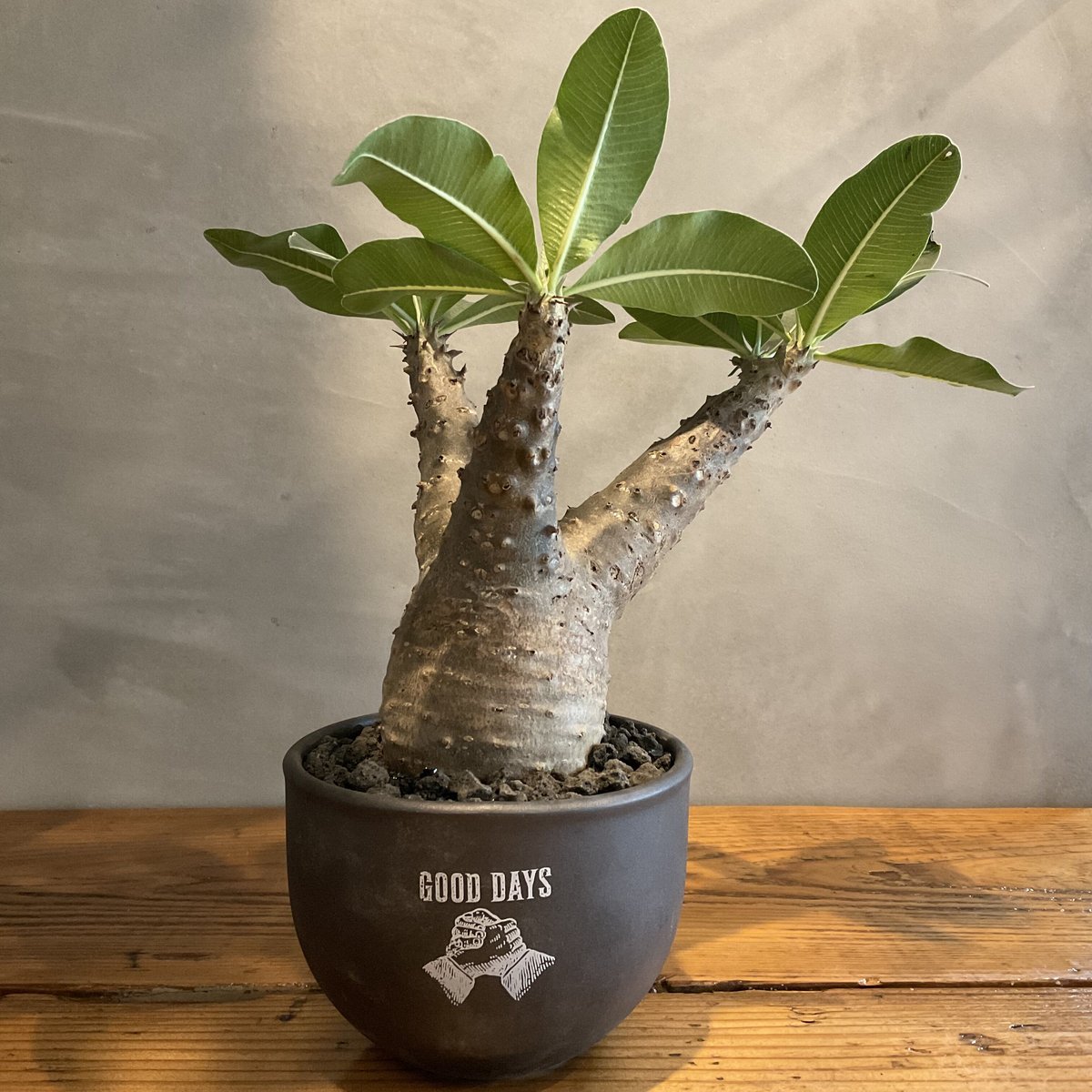 pachypodium makayense パキポディウム・マカイエンセ【GOODDAYS/黒